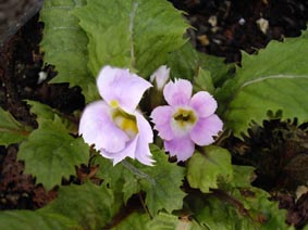 Primula bracteosa